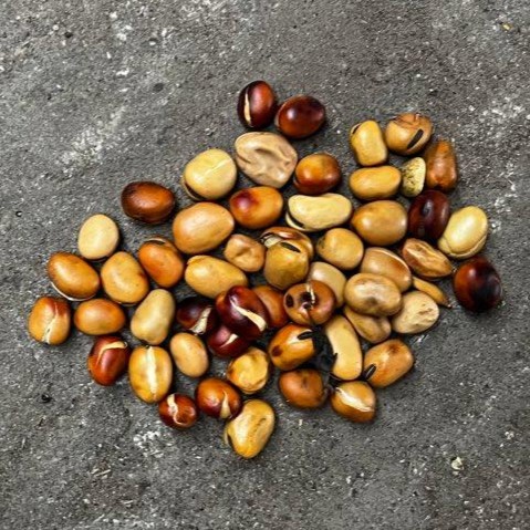 bean-3.jpeg