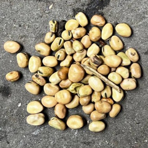 bean-4.jpeg