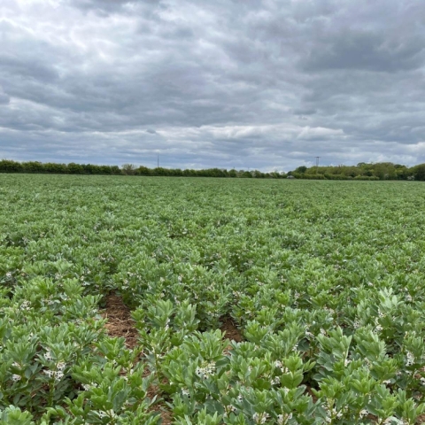 BritPulse Reaches First Processing Milestone